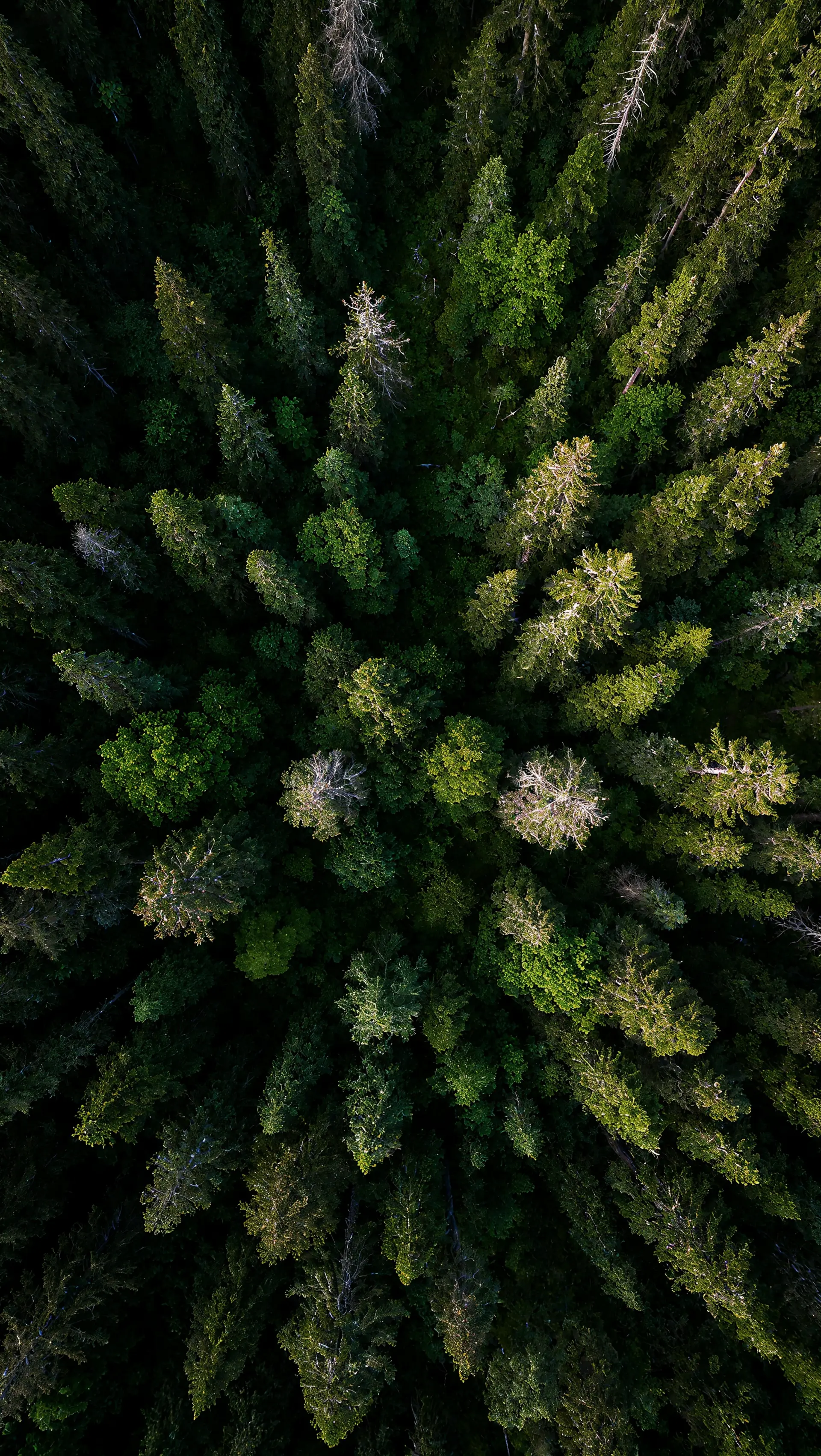 Aerial view of a dense evergreen pine forest, treetops radiating outward from directly overhead.